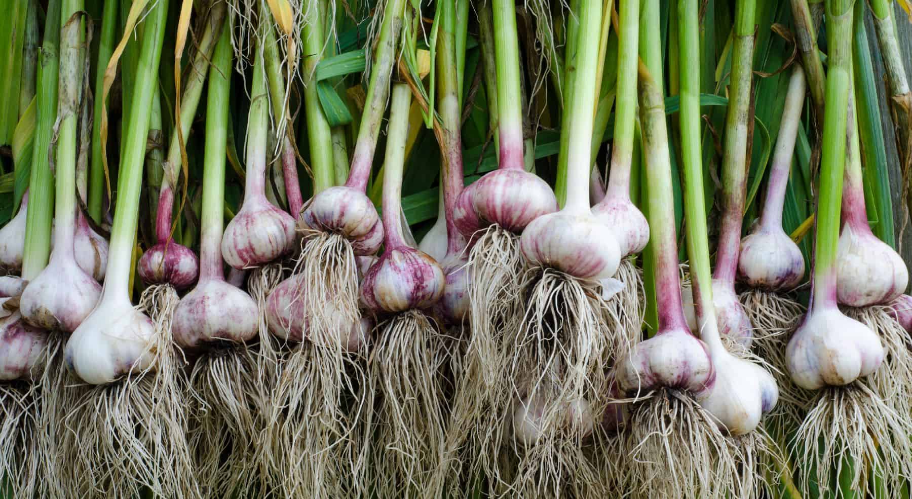 How to Grow and Harvest Garlic