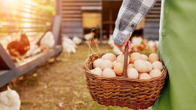 basket of fresh backyard chicken eggs