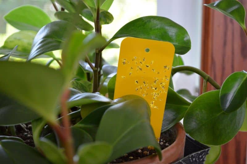 Summit yellow sticky trap for fungus gnats