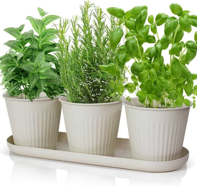 mint, rosemary and basil growing in an herb garden kit