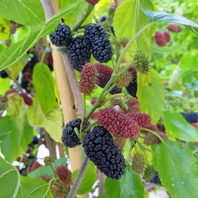 Mulberry Bush Mojo Berry PP