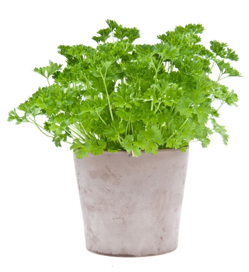 parsley plant growing in a pot