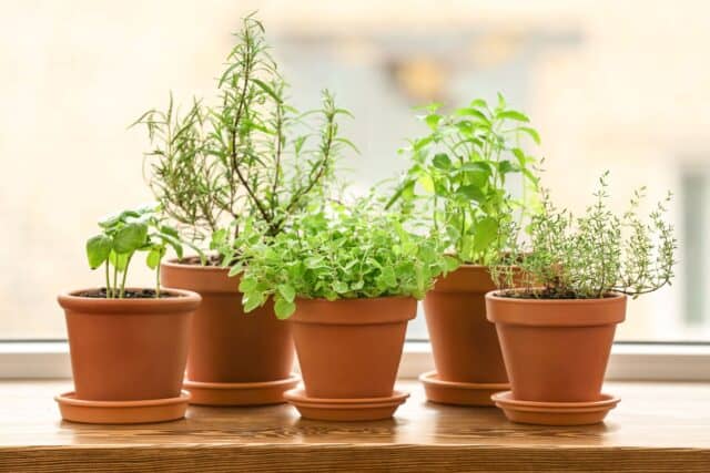 windowsill herb garden best plants and growing tips