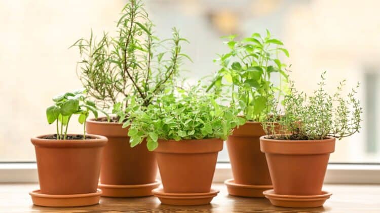 windowsill herb garden best plants and growing tips