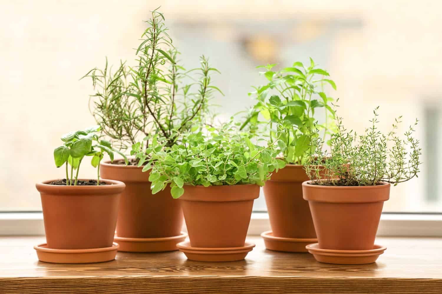 Windowsill Herb Garden: Best Plants and Growing Tips