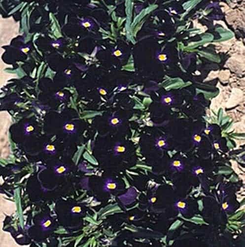 black bowles viola flowers