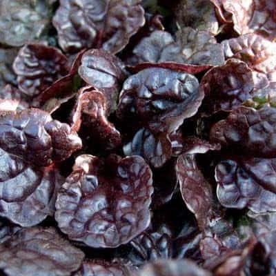 black scallop ajuga goth plant