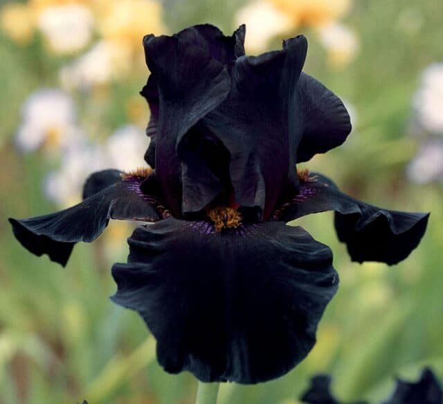 old black magic iris