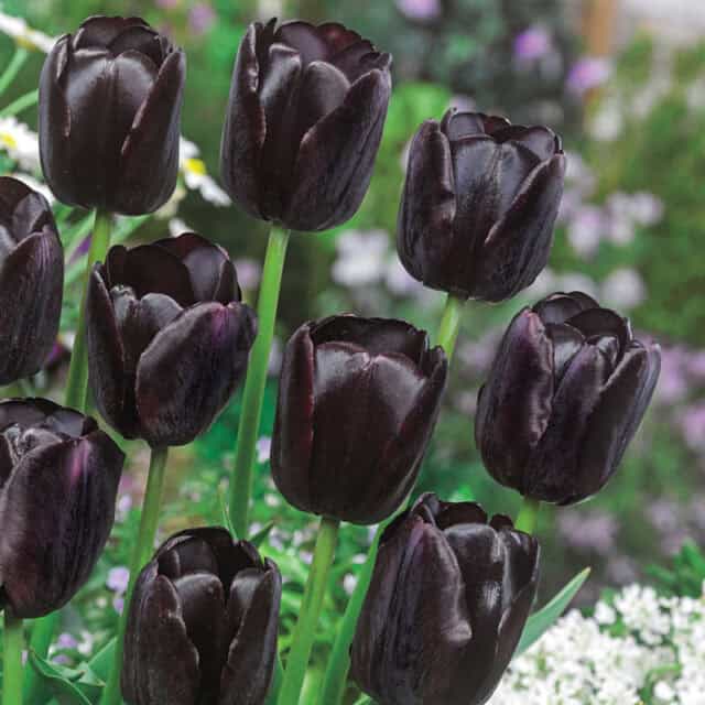 queen of night tulips for a goth garden