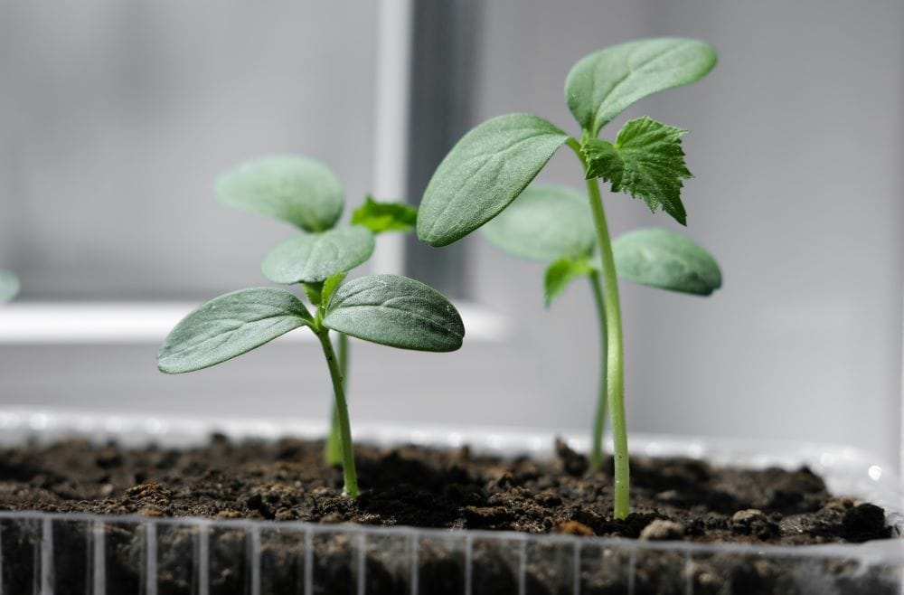 cucumber seedlings