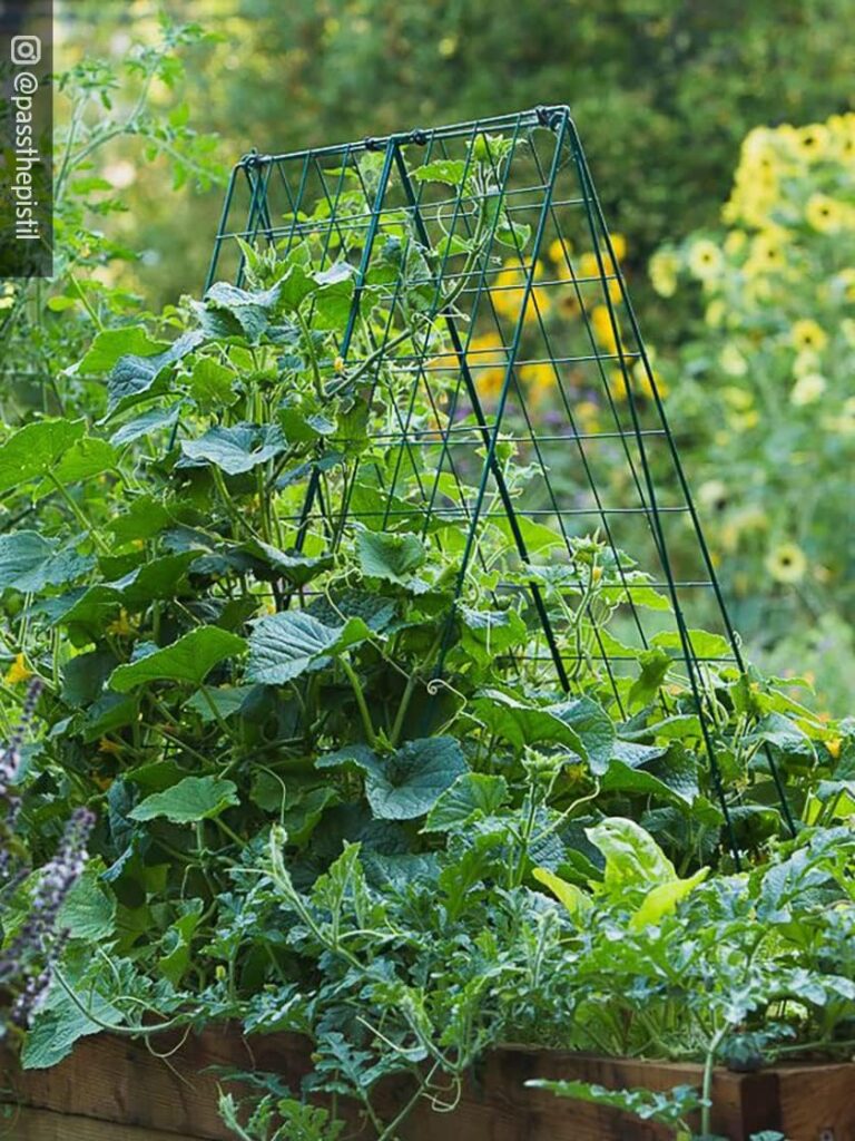 cucumber trellis from Gardeners Supply Company