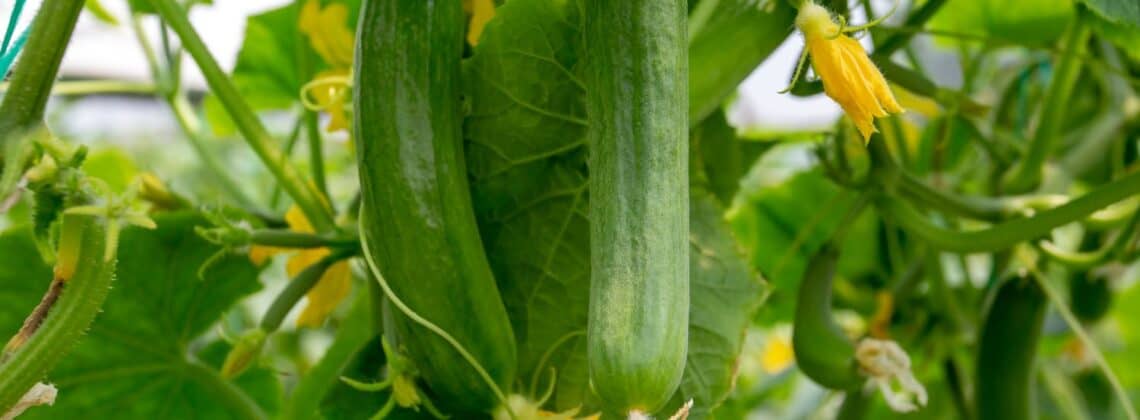 cucumbers growing on cucumber plant in a garden