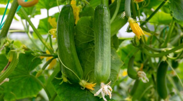 cucumbers growing on cucumber plant in a garden