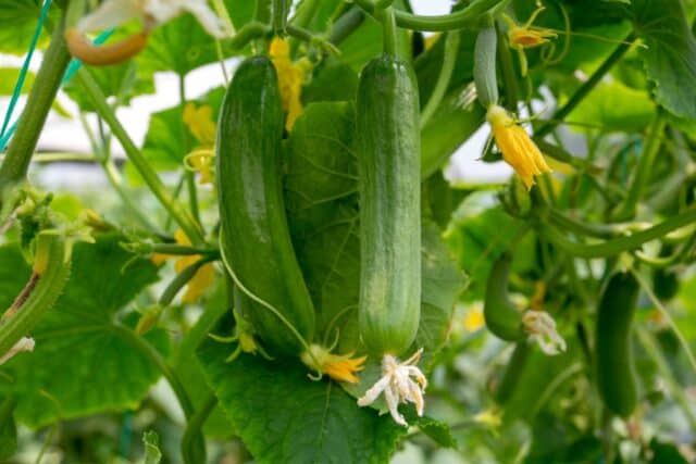 cucumbers growing on cucumber plant in a garden