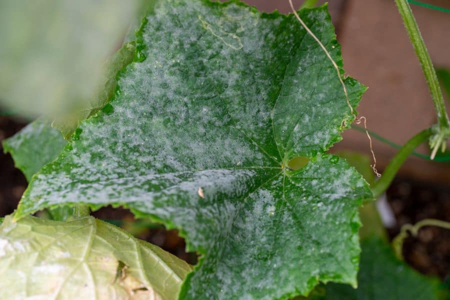 powdery mildew on cucumber leaf