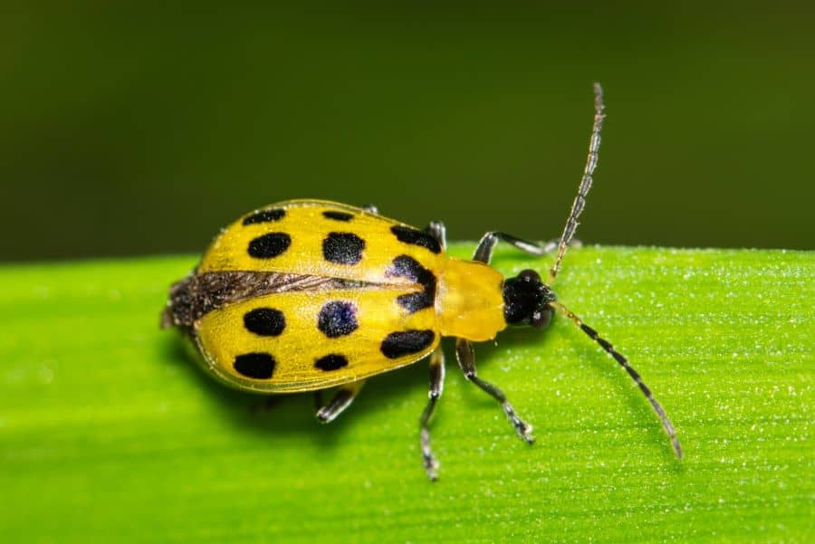 spotted cucumber beetle