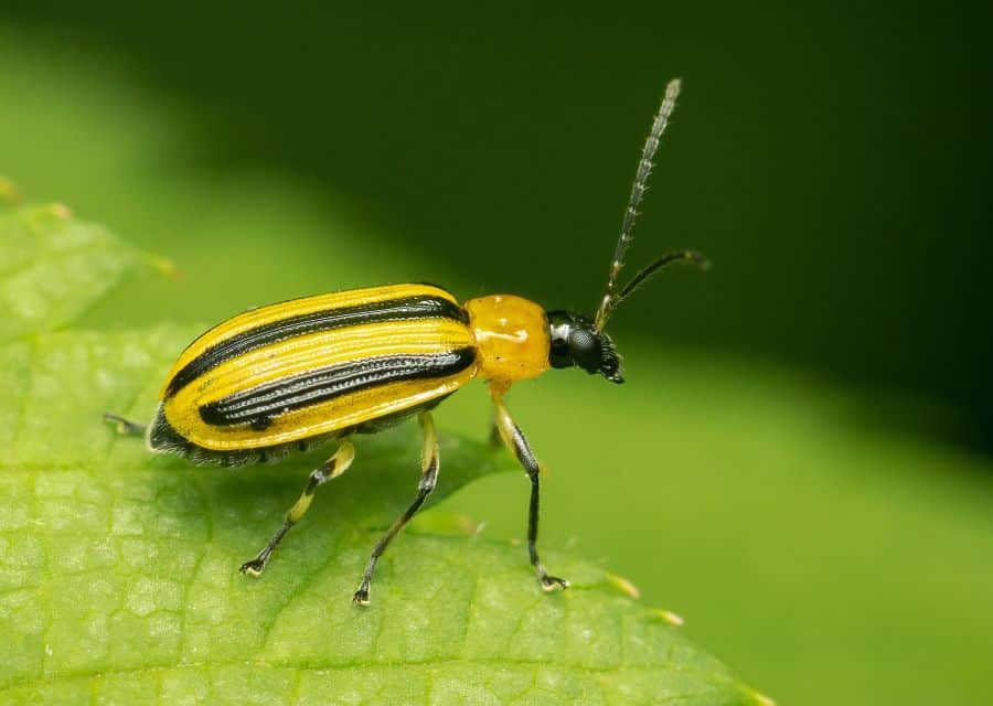 striped cucumber beetle