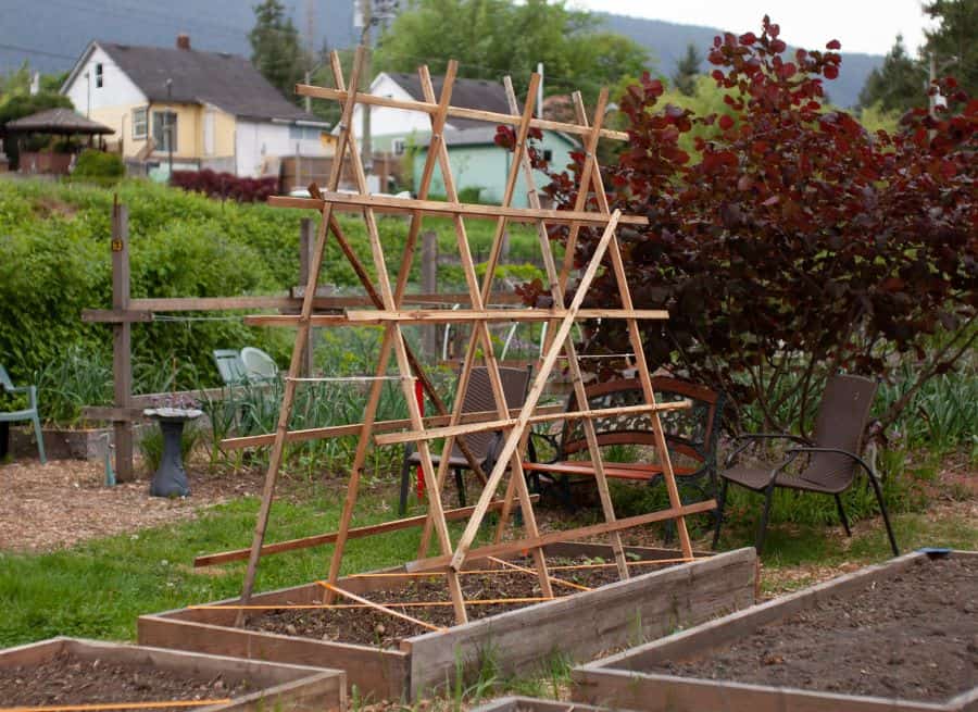 trellis for cucumber plants