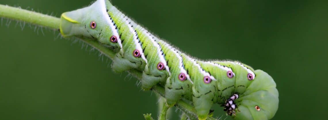 tomato hornworm on a tomato plant