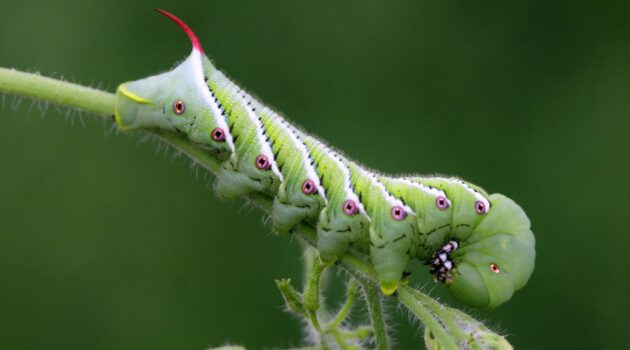 tomato hornworm on a tomato plant