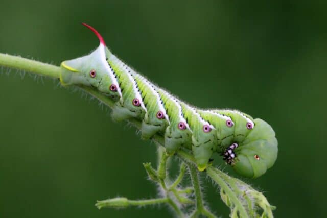 tomato hornworm on a tomato plant