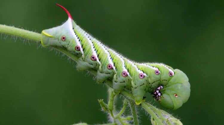 tomato hornworm on a tomato plant