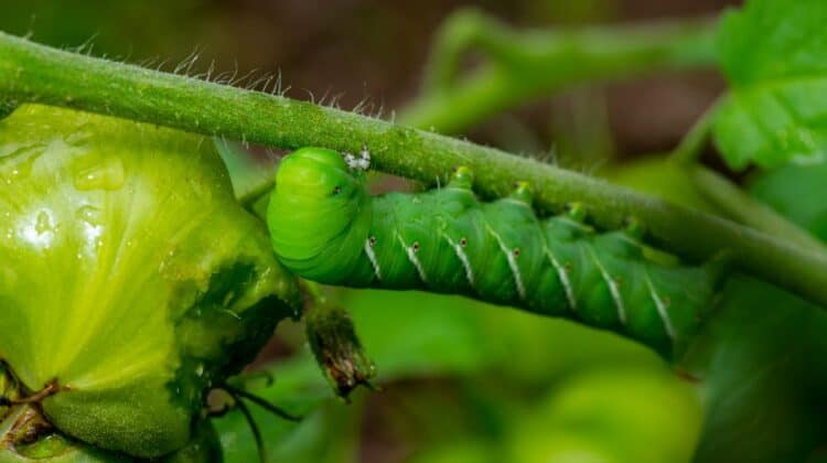 tomato hornworm eating a tomato plant