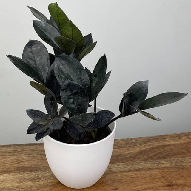 ZZ Plant 'Black Queen'