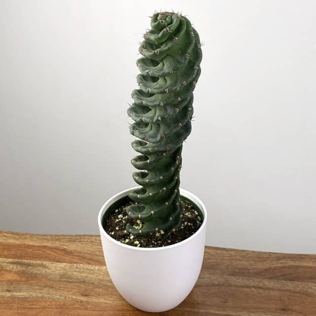 cereus forbesii spiralis spiral cactus