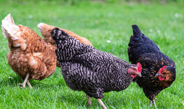 urban backyard chickens