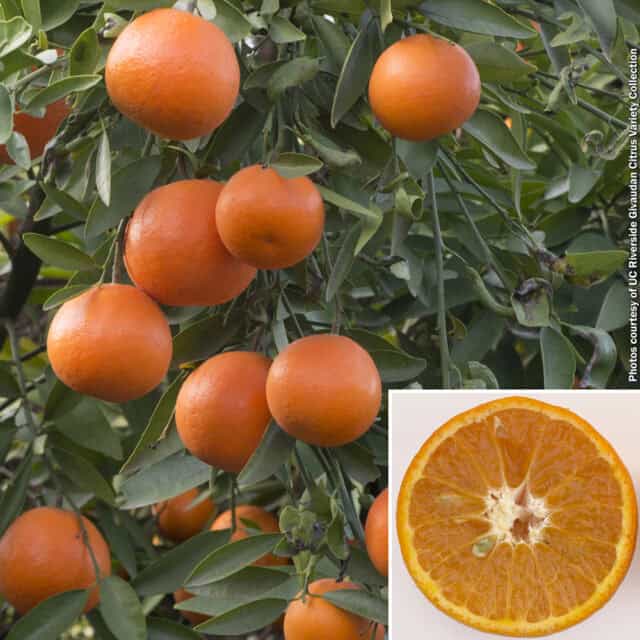 citrus fairchildLS mandarin tree
