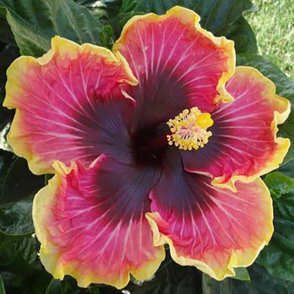 Hibiscus 'Bright Hope'