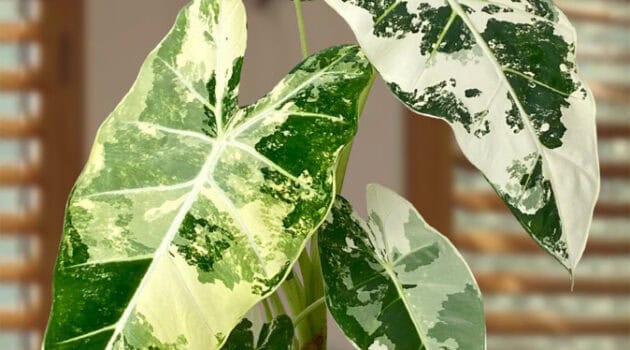 alocasia variegated frydek