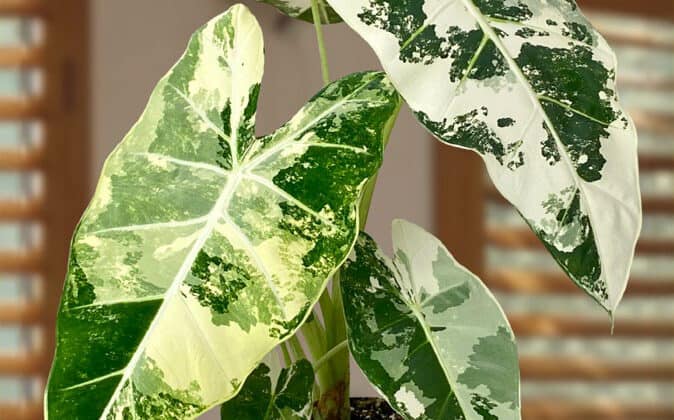 alocasia variegated frydek