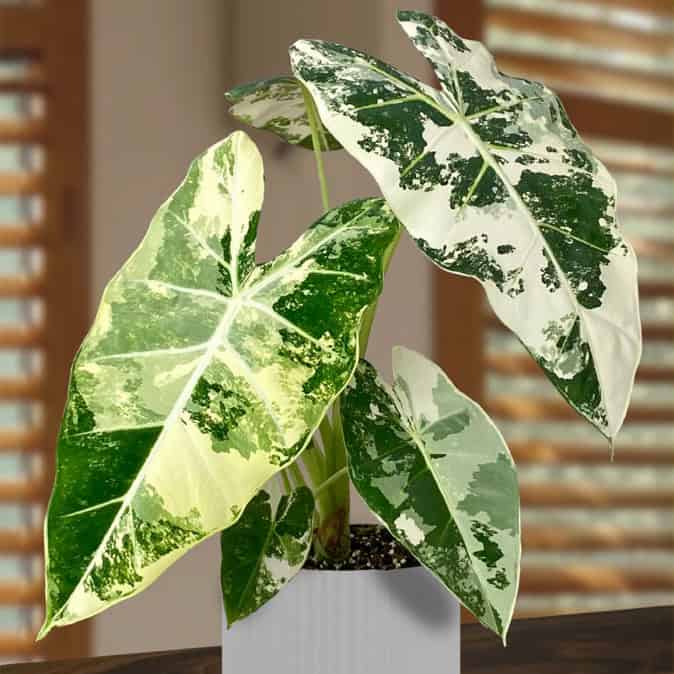 alocasia variegated frydek