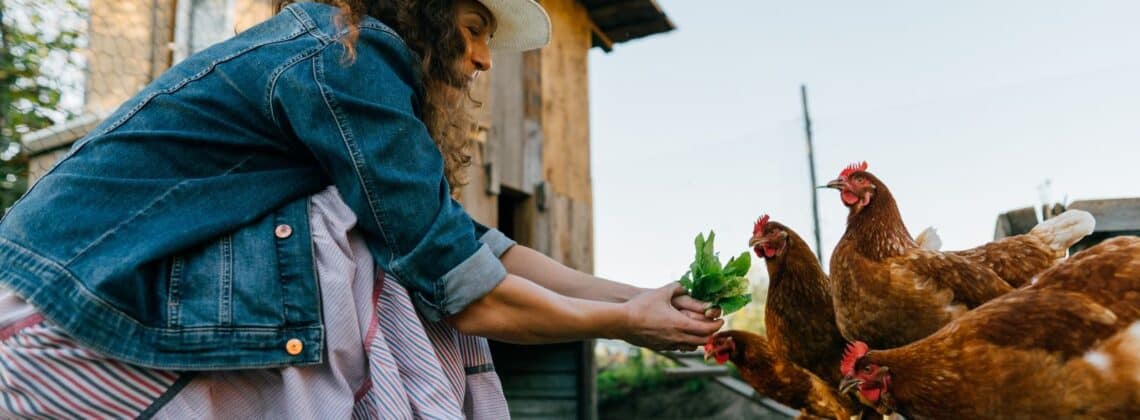 homestead woman feeding chickens
