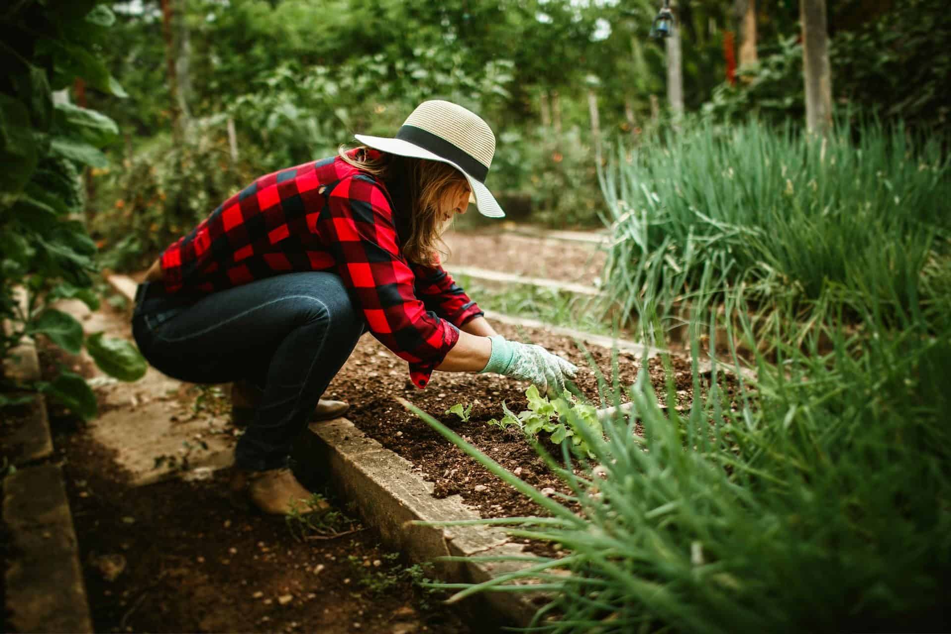 Healthy Soil and Clean Water: What Every Backyard Gardener Should Know