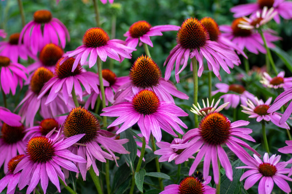 echinacea coneflowers in garden