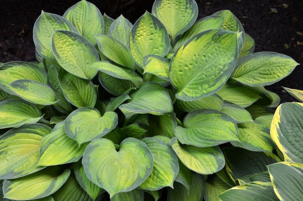 hostas and hosta plants in garden