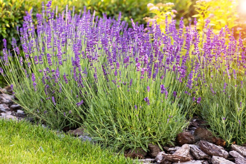 three lavender plants in garden