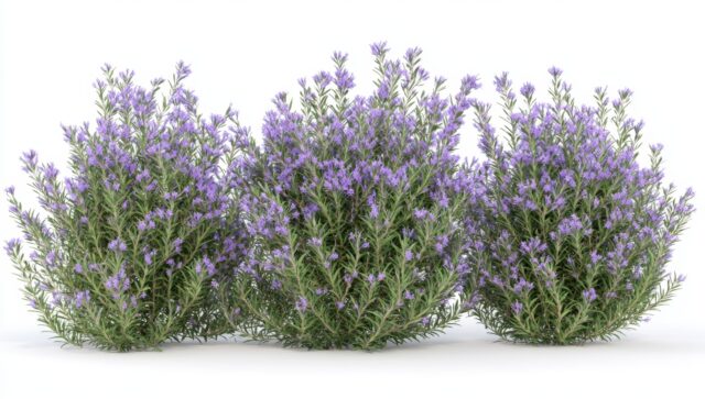 the rule of three in gardening with rosemary plants