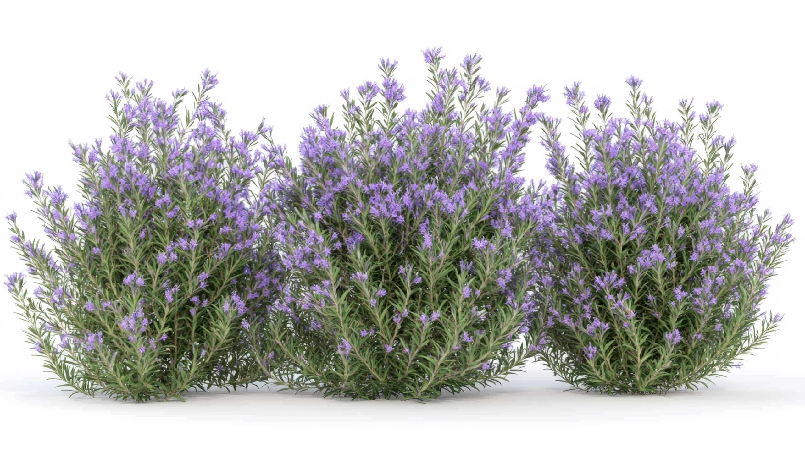 The Rule of Three in Gardening: A Simple Key to Visual Harmony