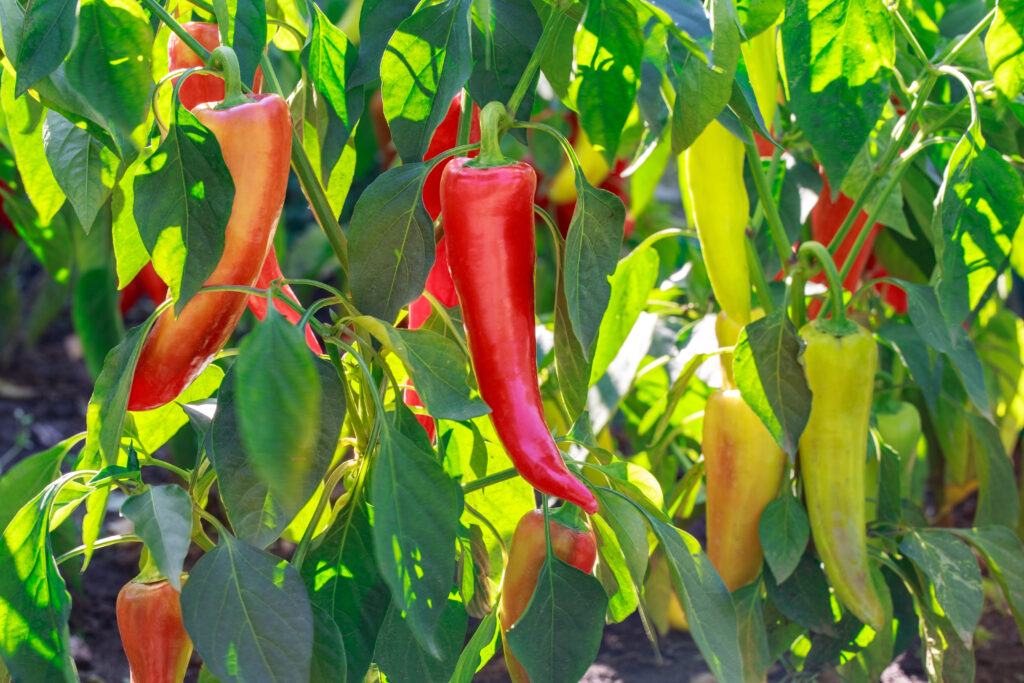 hot peppers ready for harvest