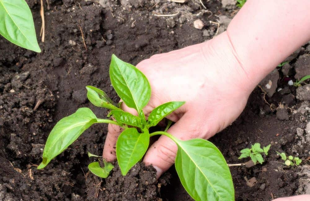 bell pepper transplant in garden