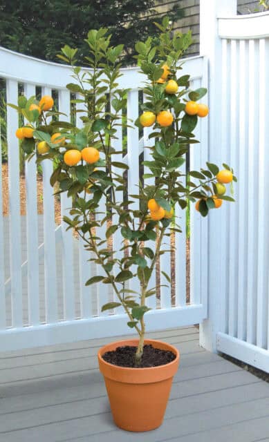 changshou kumquat tree in pot