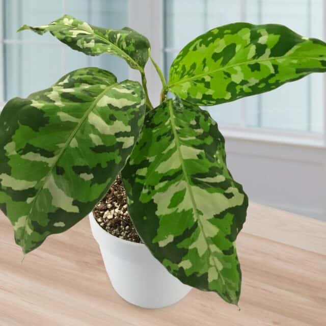 aglaonema tricolor houseplant from Logee's